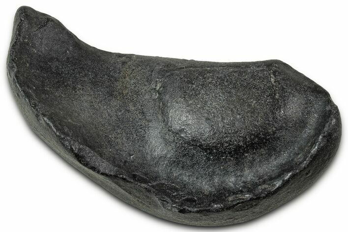 Fossil Whale Ear Bone - South Carolina #346975